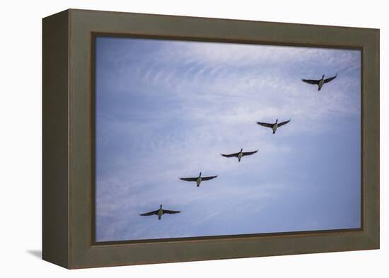 Guanay Cormorant or Shag (Phalacrocorax or Leucocarbo Bougainvillii) Birds Flying, Paracas, Peru-Matthew Williams-Ellis-Framed Premier Image Canvas