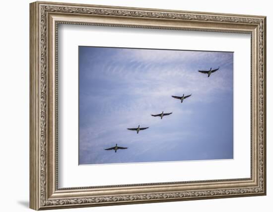 Guanay Cormorant or Shag (Phalacrocorax or Leucocarbo Bougainvillii) Birds Flying, Paracas, Peru-Matthew Williams-Ellis-Framed Photographic Print