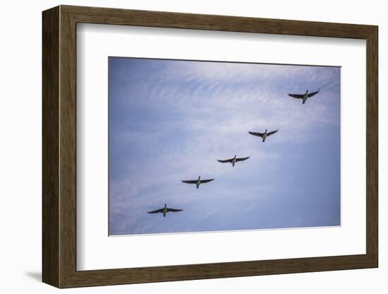 Guanay Cormorant or Shag (Phalacrocorax or Leucocarbo Bougainvillii) Birds Flying, Paracas, Peru-Matthew Williams-Ellis-Framed Photographic Print