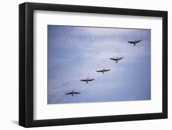 Guanay Cormorant or Shag (Phalacrocorax or Leucocarbo Bougainvillii) Birds Flying, Paracas, Peru-Matthew Williams-Ellis-Framed Photographic Print