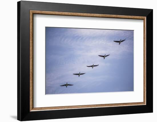 Guanay Cormorant or Shag (Phalacrocorax or Leucocarbo Bougainvillii) Birds Flying, Paracas, Peru-Matthew Williams-Ellis-Framed Photographic Print