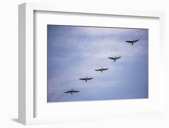 Guanay Cormorant or Shag (Phalacrocorax or Leucocarbo Bougainvillii) Birds Flying, Paracas, Peru-Matthew Williams-Ellis-Framed Photographic Print