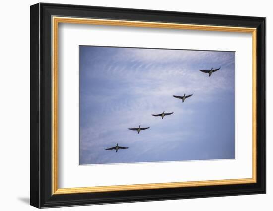 Guanay Cormorant or Shag (Phalacrocorax or Leucocarbo Bougainvillii) Birds Flying, Paracas, Peru-Matthew Williams-Ellis-Framed Photographic Print