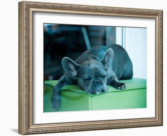 Guard Dog-Sharon Wish-Framed Photographic Print