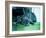 Guard Dog-Sharon Wish-Framed Photographic Print