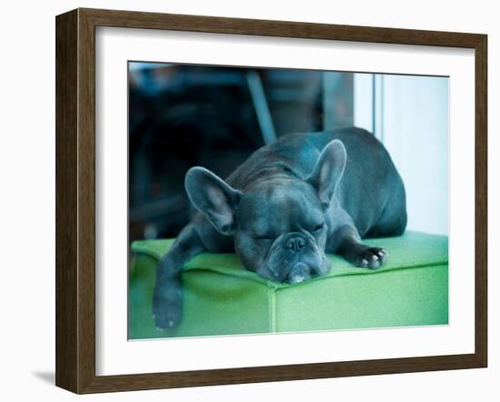 Guard Dog-Sharon Wish-Framed Photographic Print