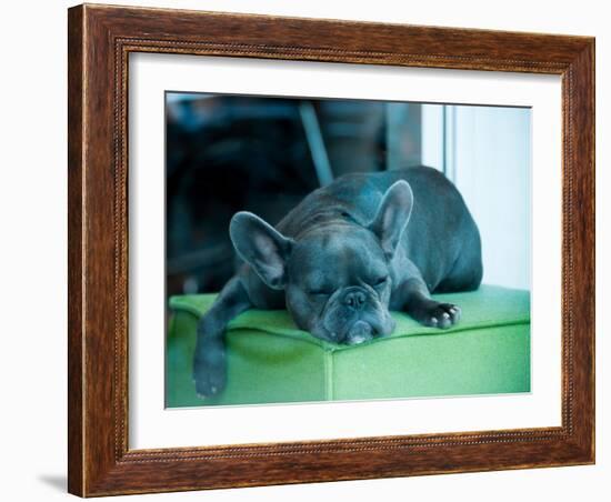 Guard Dog-Sharon Wish-Framed Photographic Print