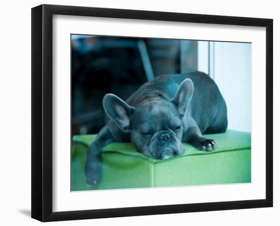 Guard Dog-Sharon Wish-Framed Photographic Print
