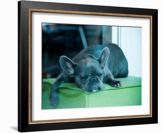 Guard Dog-Sharon Wish-Framed Photographic Print