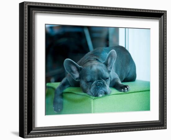 Guard Dog-Sharon Wish-Framed Photographic Print