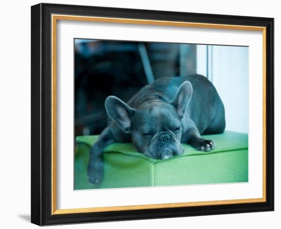 Guard Dog-Sharon Wish-Framed Photographic Print