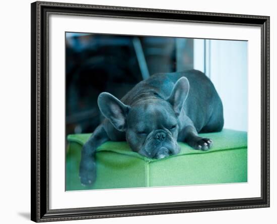 Guard Dog-Sharon Wish-Framed Photographic Print