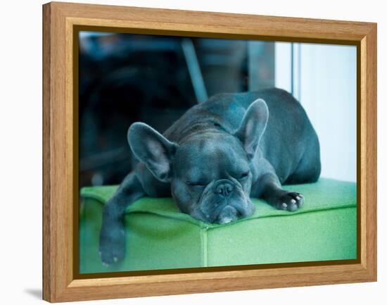 Guard Dog-Sharon Wish-Framed Premier Image Canvas