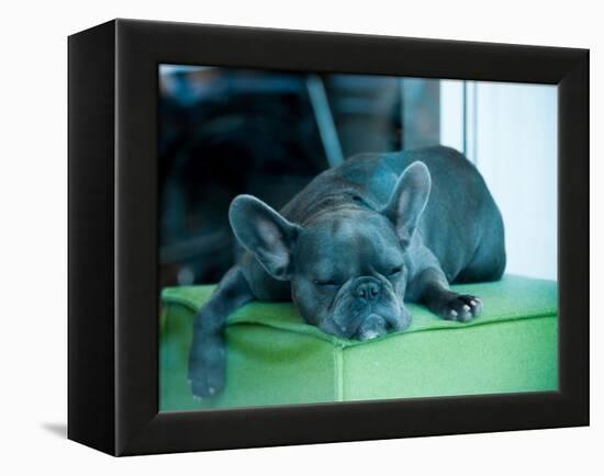 Guard Dog-Sharon Wish-Framed Premier Image Canvas