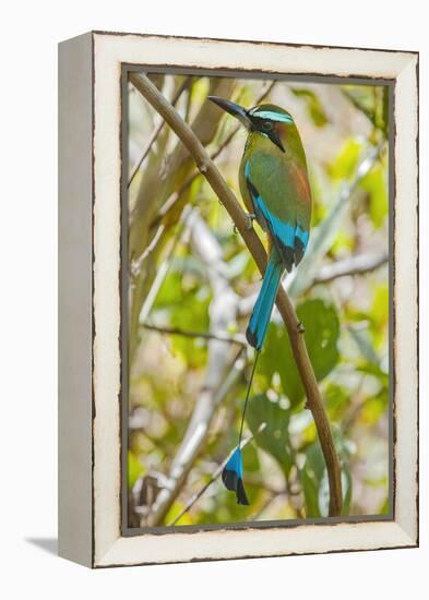 Guardabarranco (Turquoise-Browed Motmot)-Rob Francis-Framed Premier Image Canvas