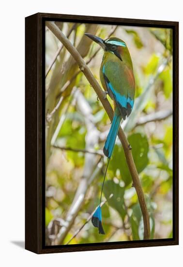 Guardabarranco (Turquoise-Browed Motmot)-Rob Francis-Framed Premier Image Canvas