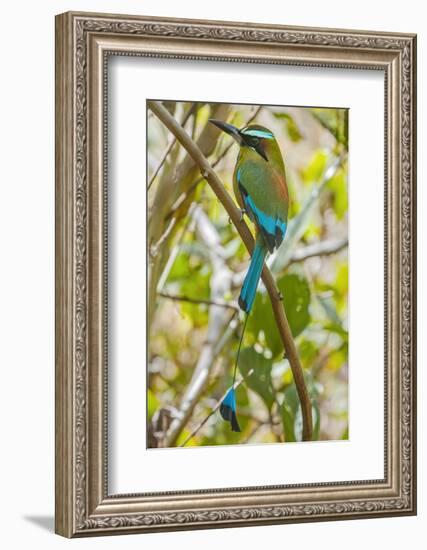 Guardabarranco (Turquoise-Browed Motmot)-Rob Francis-Framed Photographic Print