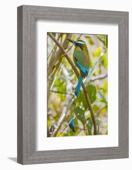 Guardabarranco (Turquoise-Browed Motmot)-Rob Francis-Framed Photographic Print