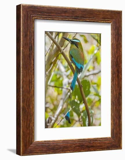 Guardabarranco (Turquoise-Browed Motmot)-Rob Francis-Framed Photographic Print