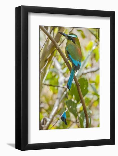 Guardabarranco (Turquoise-Browed Motmot)-Rob Francis-Framed Photographic Print