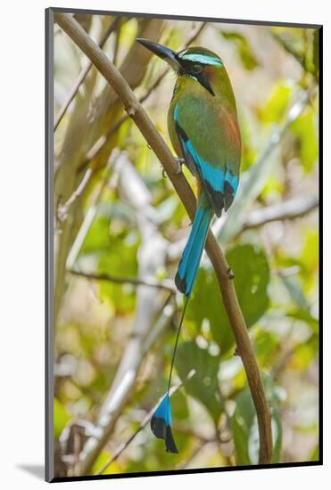 Guardabarranco (Turquoise-Browed Motmot)-Rob Francis-Mounted Photographic Print