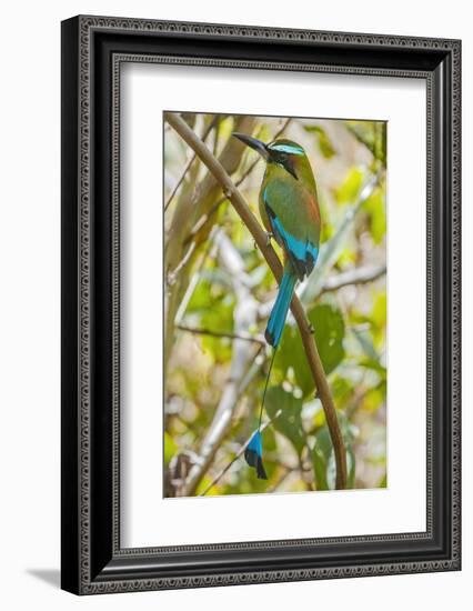 Guardabarranco (Turquoise-Browed Motmot)-Rob Francis-Framed Photographic Print