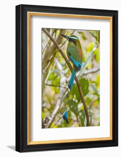 Guardabarranco (Turquoise-Browed Motmot)-Rob Francis-Framed Photographic Print