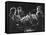 Guarneri Quartet: Arnold Steinhardt, John Daley, Michael Tree and David Soyer-Gjon Mili-Framed Premier Image Canvas