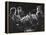 Guarneri Quartet: Arnold Steinhardt, John Daley, Michael Tree and David Soyer-Gjon Mili-Framed Premier Image Canvas