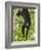 Guatemalan Black Howler Monkey (Alouatta Pigra) Climbing-Kevin Schafer-Framed Photographic Print