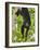 Guatemalan Black Howler Monkey (Alouatta Pigra) Climbing-Kevin Schafer-Framed Photographic Print
