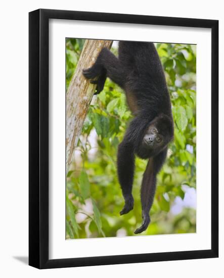 Guatemalan Black Howler Monkey (Alouatta Pigra) Climbing-Kevin Schafer-Framed Photographic Print