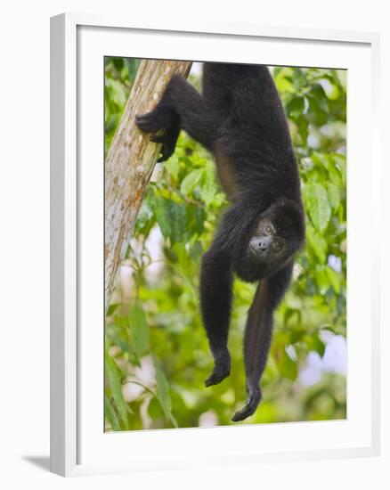 Guatemalan Black Howler Monkey (Alouatta Pigra) Climbing-Kevin Schafer-Framed Photographic Print