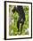 Guatemalan Black Howler Monkey (Alouatta Pigra) Climbing-Kevin Schafer-Framed Photographic Print