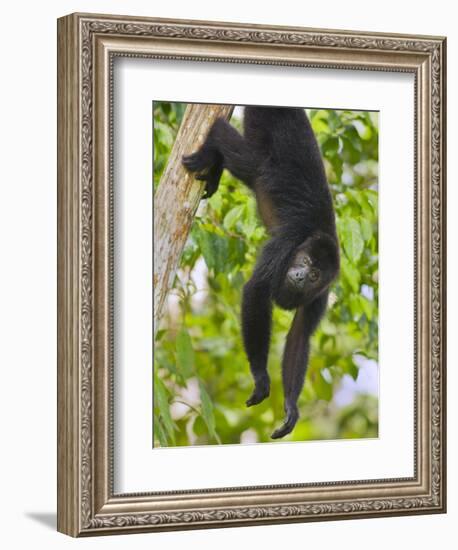 Guatemalan Black Howler Monkey (Alouatta Pigra) Climbing-Kevin Schafer-Framed Photographic Print