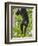 Guatemalan Black Howler Monkey (Alouatta Pigra) Climbing-Kevin Schafer-Framed Photographic Print