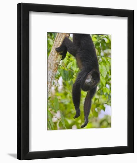 Guatemalan Black Howler Monkey (Alouatta Pigra) Climbing-Kevin Schafer-Framed Photographic Print