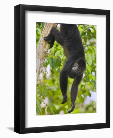 Guatemalan Black Howler Monkey (Alouatta Pigra) Climbing-Kevin Schafer-Framed Photographic Print