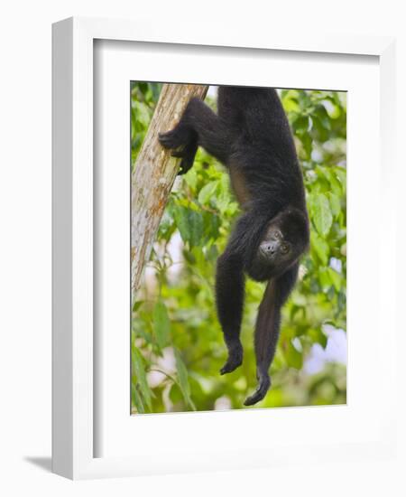 Guatemalan Black Howler Monkey (Alouatta Pigra) Climbing-Kevin Schafer-Framed Photographic Print