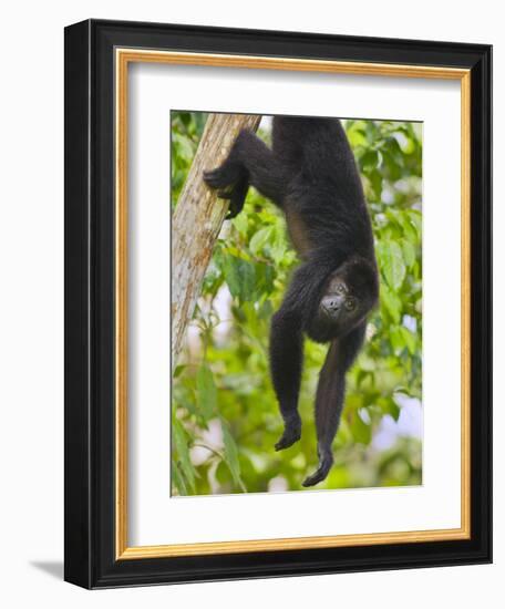 Guatemalan Black Howler Monkey (Alouatta Pigra) Climbing-Kevin Schafer-Framed Photographic Print