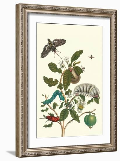 Guava and Tobacco Hornworm and a Podalia Moth-Maria Sibylla Merian-Framed Premium Giclee Print