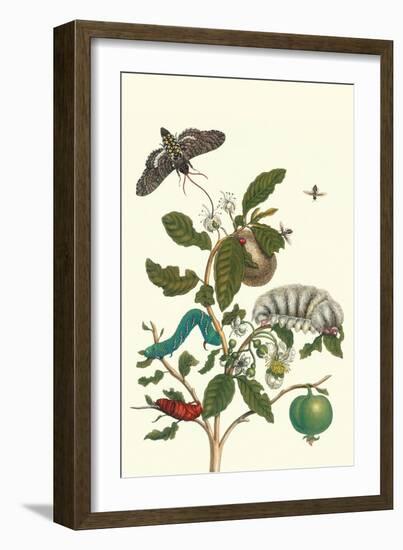 Guava and Tobacco Hornworm and a Podalia Moth-Maria Sibylla Merian-Framed Premium Giclee Print