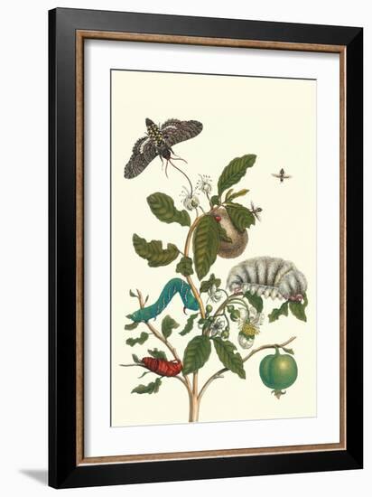Guava and Tobacco Hornworm and a Podalia Moth-Maria Sibylla Merian-Framed Premium Giclee Print