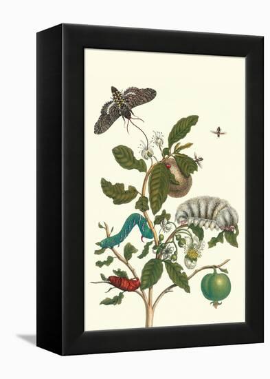 Guava and Tobacco Hornworm and a Podalia Moth-Maria Sibylla Merian-Framed Stretched Canvas