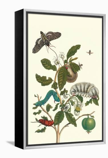 Guava and Tobacco Hornworm and a Podalia Moth-Maria Sibylla Merian-Framed Stretched Canvas