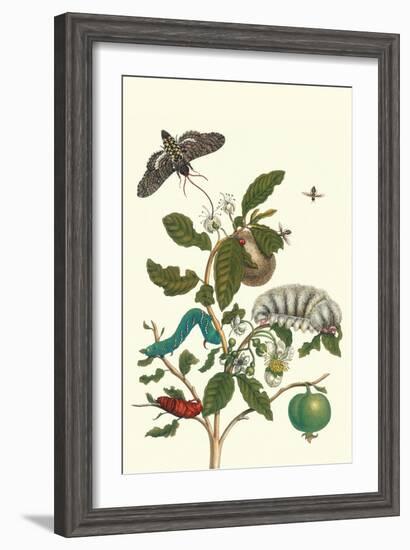 Guava and Tobacco Hornworm and a Podalia Moth-Maria Sibylla Merian-Framed Art Print