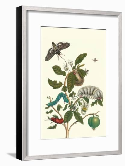 Guava and Tobacco Hornworm and a Podalia Moth-Maria Sibylla Merian-Framed Art Print