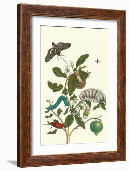 Guava and Tobacco Hornworm and a Podalia Moth-Maria Sibylla Merian-Framed Art Print