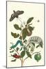 Guava and Tobacco Hornworm and a Podalia Moth-Maria Sibylla Merian-Mounted Art Print