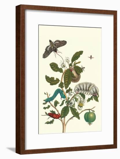 Guava and Tobacco Hornworm and a Podalia Moth-Maria Sibylla Merian-Framed Art Print